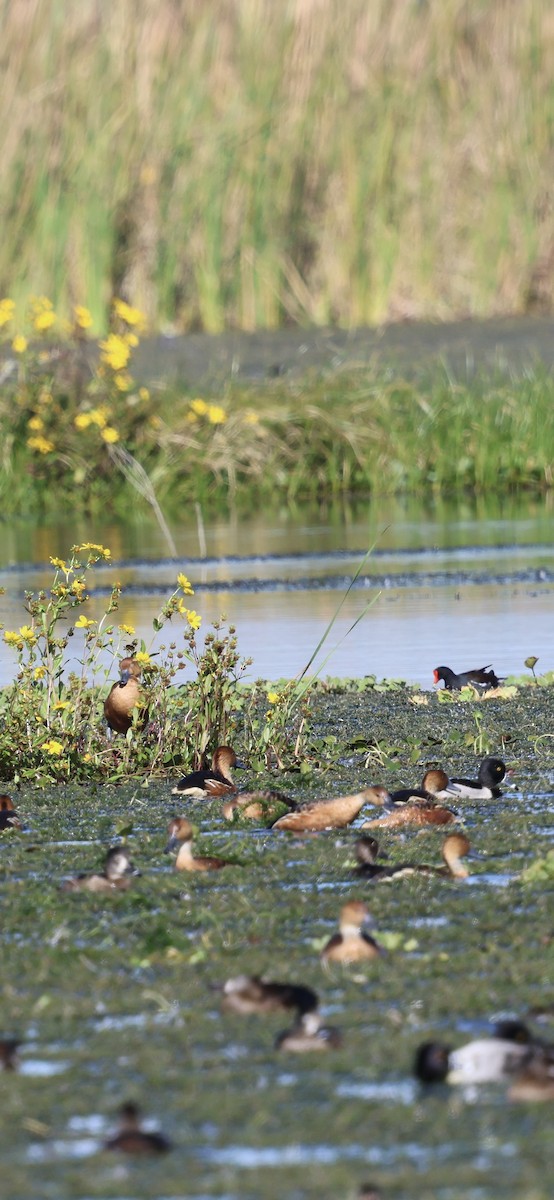 Suirirí Bicolor - ML646833584