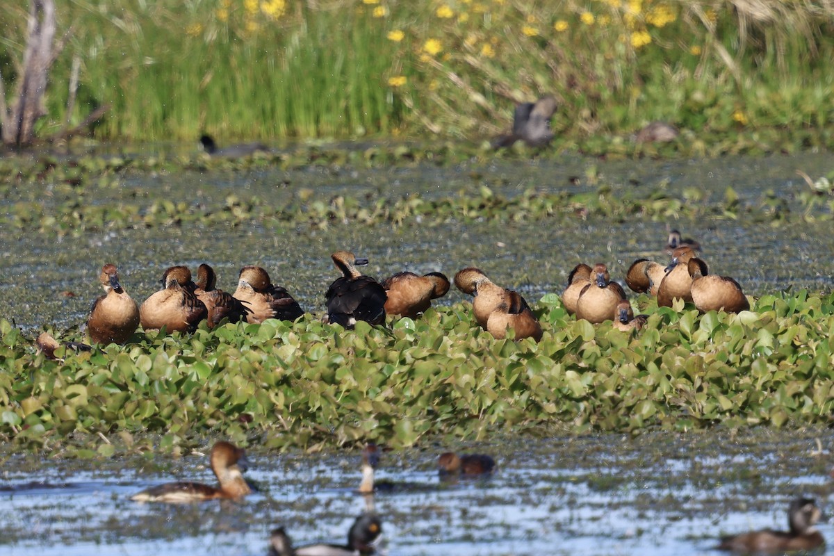 Suirirí Bicolor - ML646833585