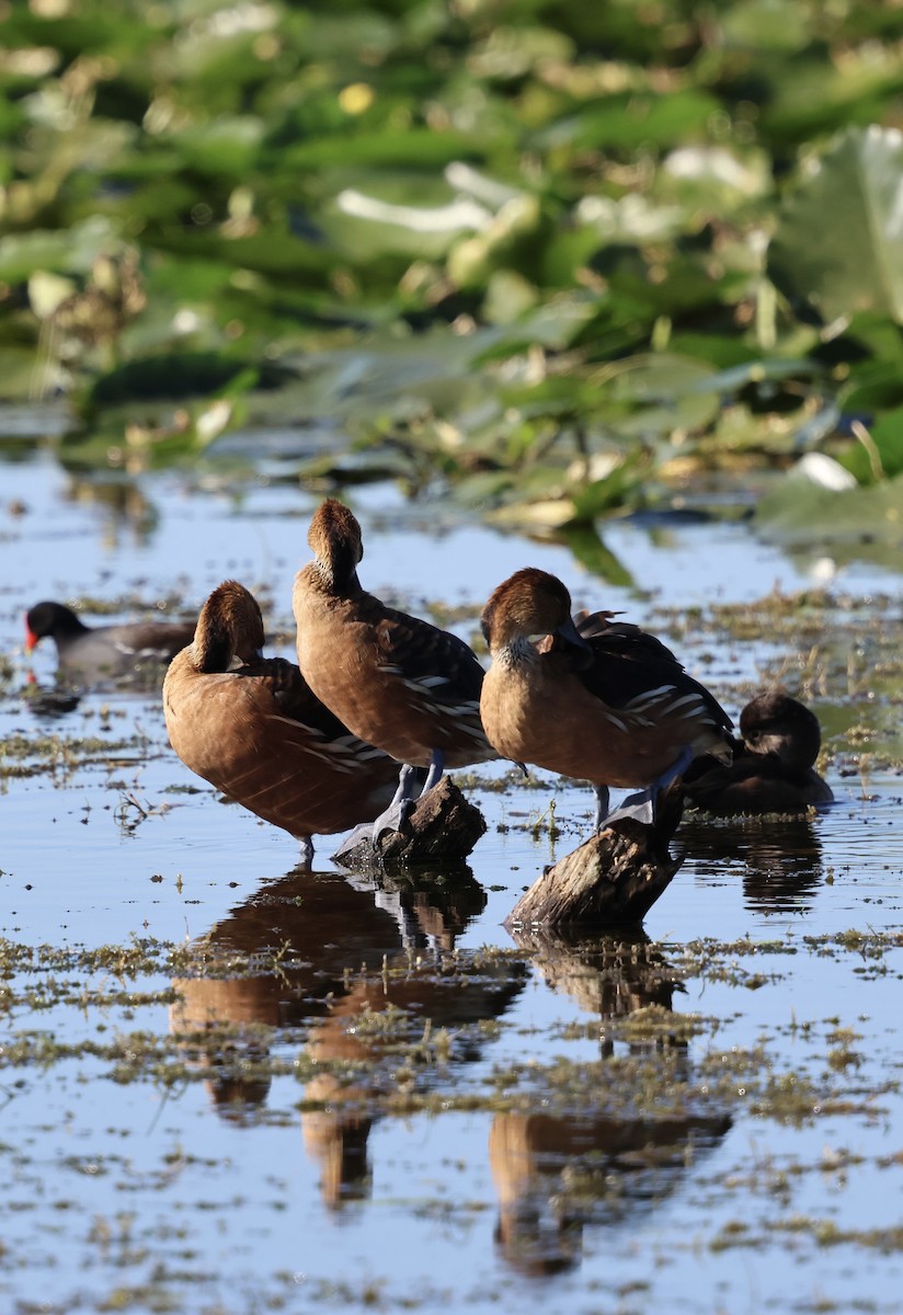 Suirirí Bicolor - ML646833586