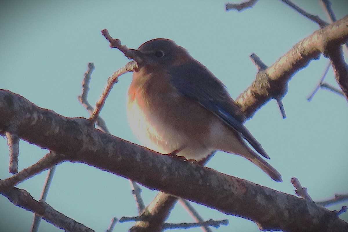 Eastern Bluebird - ML646833587