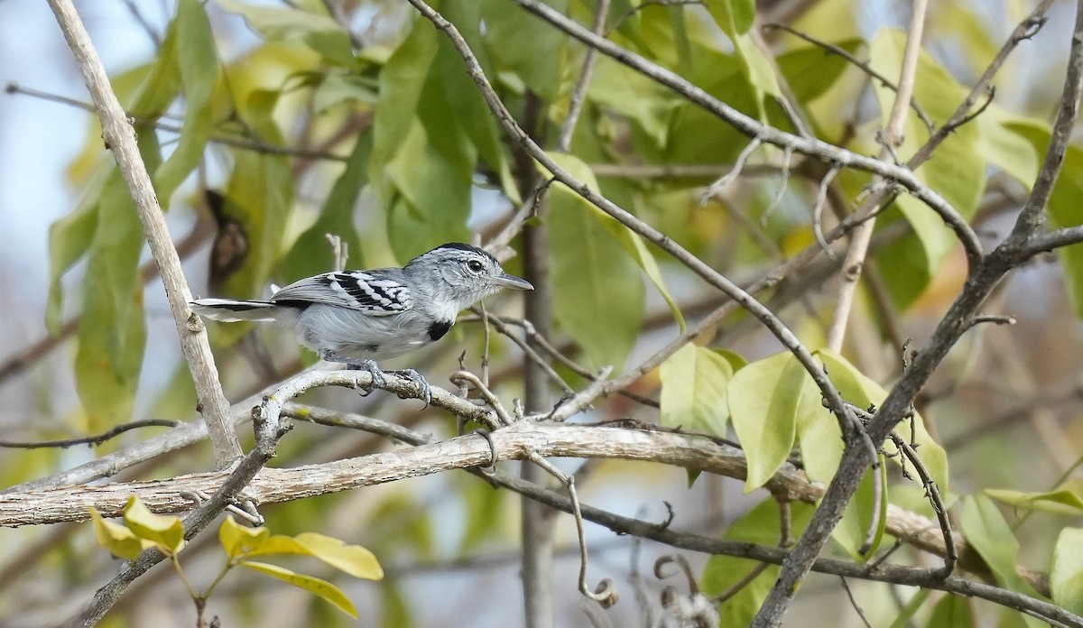 Pectoral Antwren - ML646833588