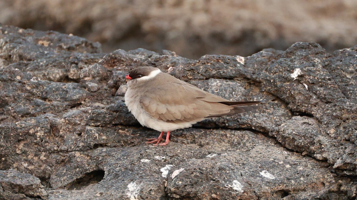 Canastera Sombría (Nuquiblanca) - ML646833589