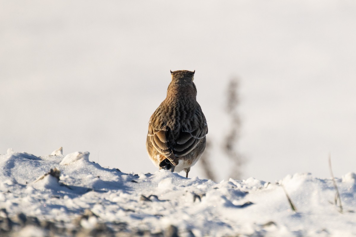 Horned Lark - ML646833591