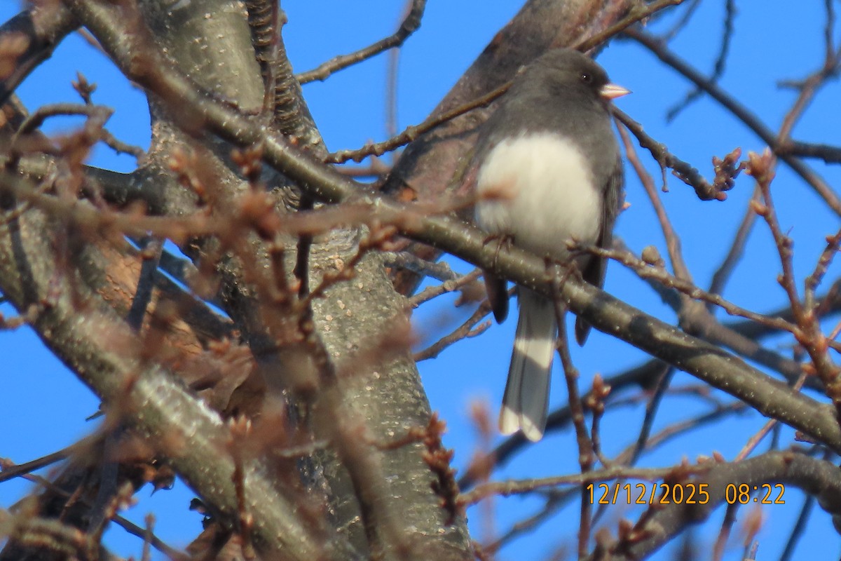 Dark-eyed Junco - ML646833593