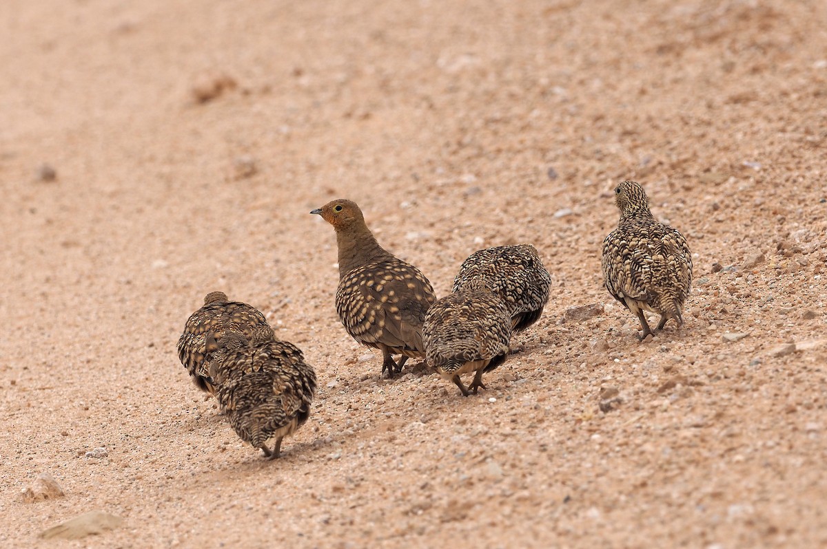 Namaqua Sandgrouse - ML646833596