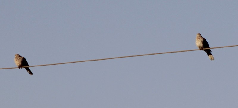 תור צווארון - ML646833610