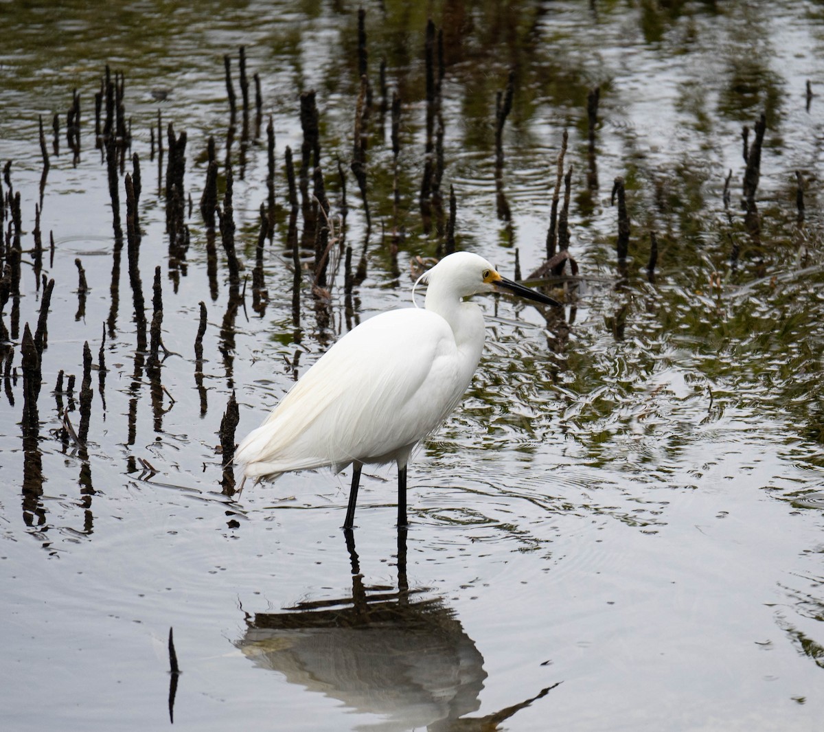 Aigrette garzette - ML646833618