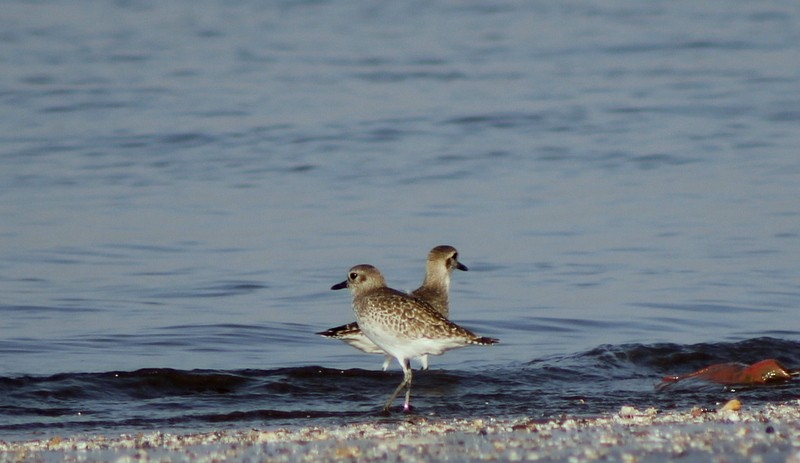Black-bellied Plover - ML646833619