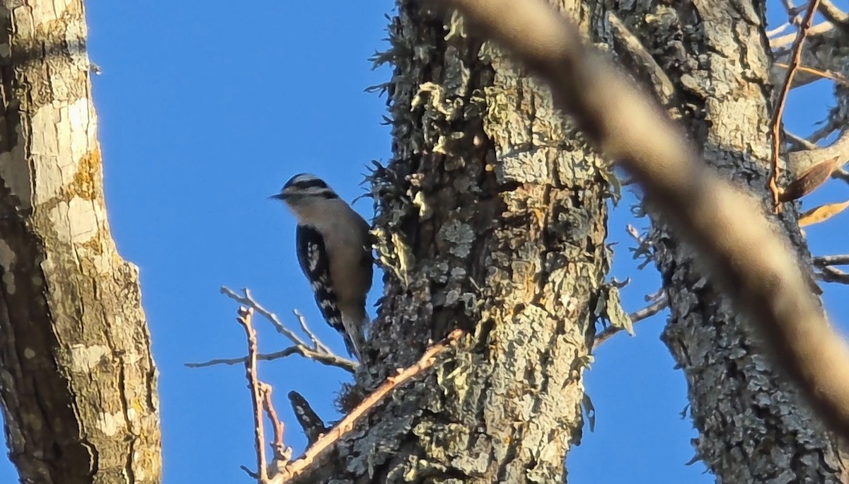 Downy Woodpecker - ML646833620
