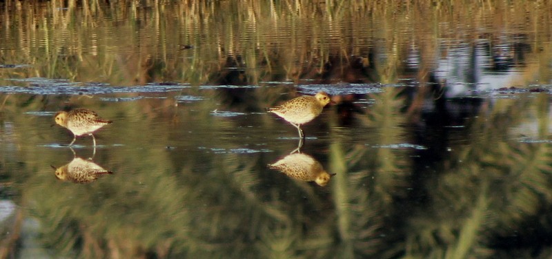 Pacific Golden-Plover - ML646833622