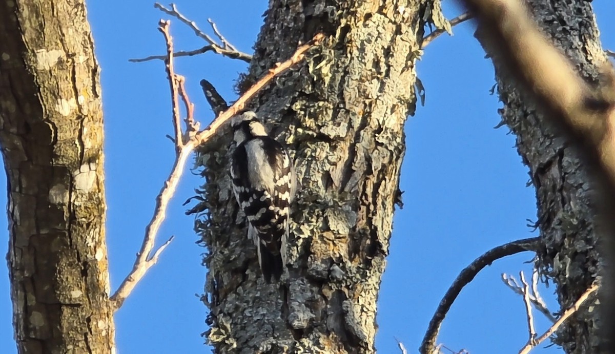 Downy Woodpecker - ML646833623