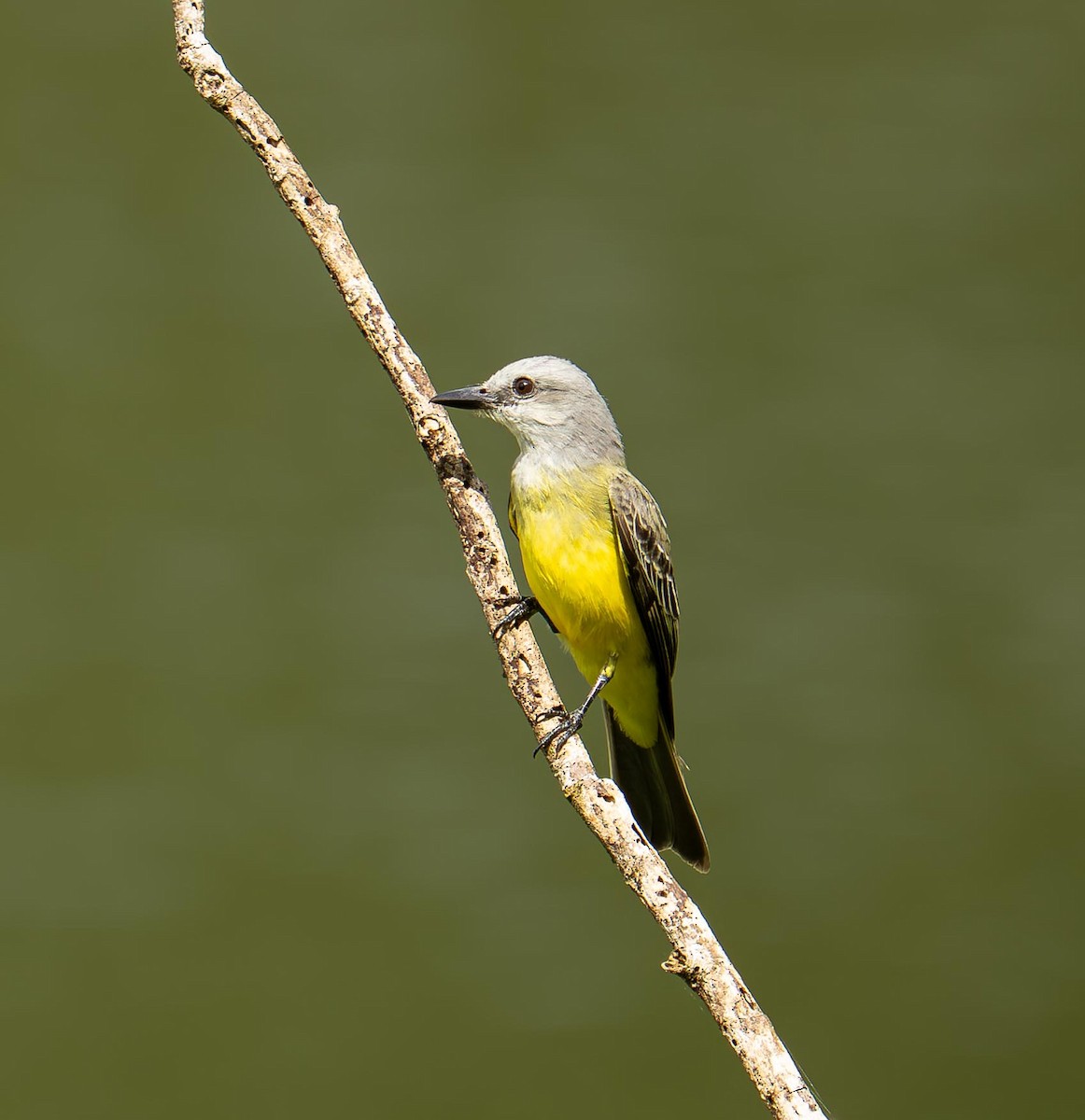 Tropical Kingbird - ML646833626