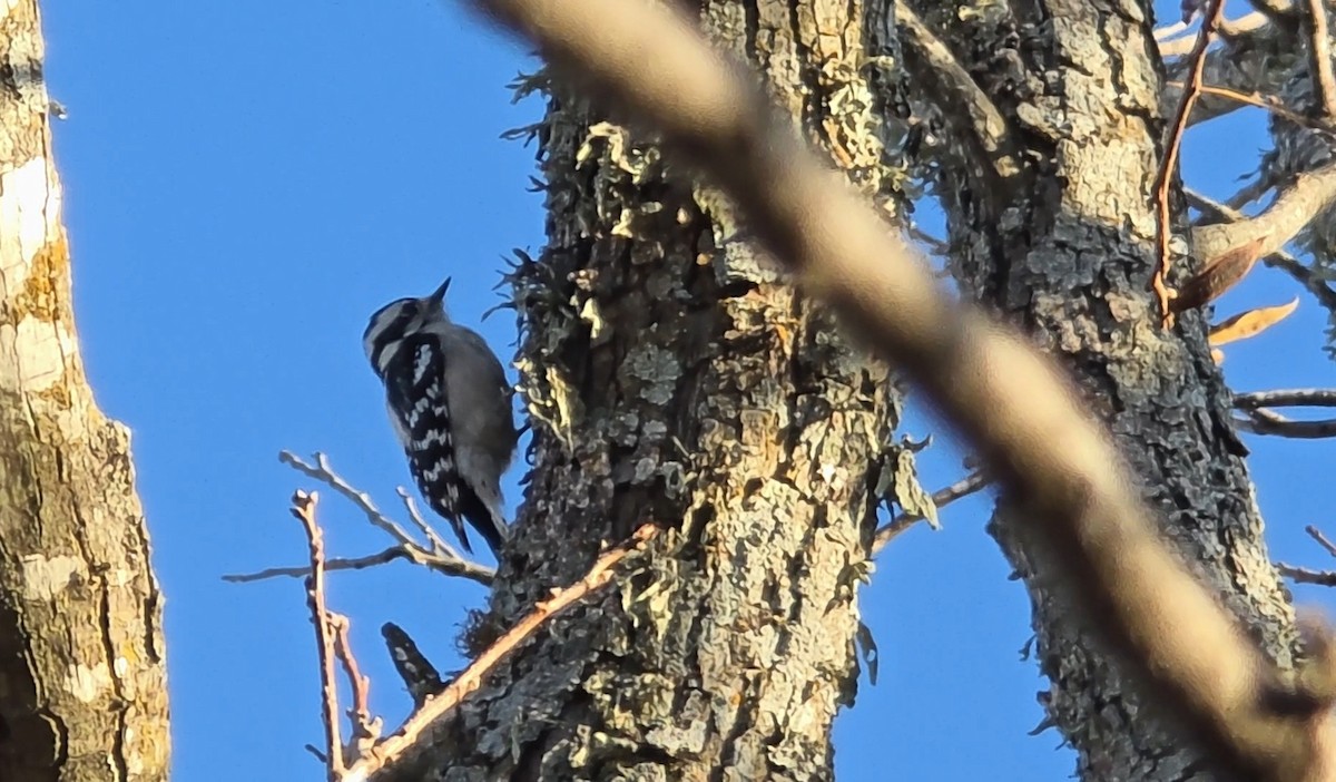 Downy Woodpecker - ML646833627