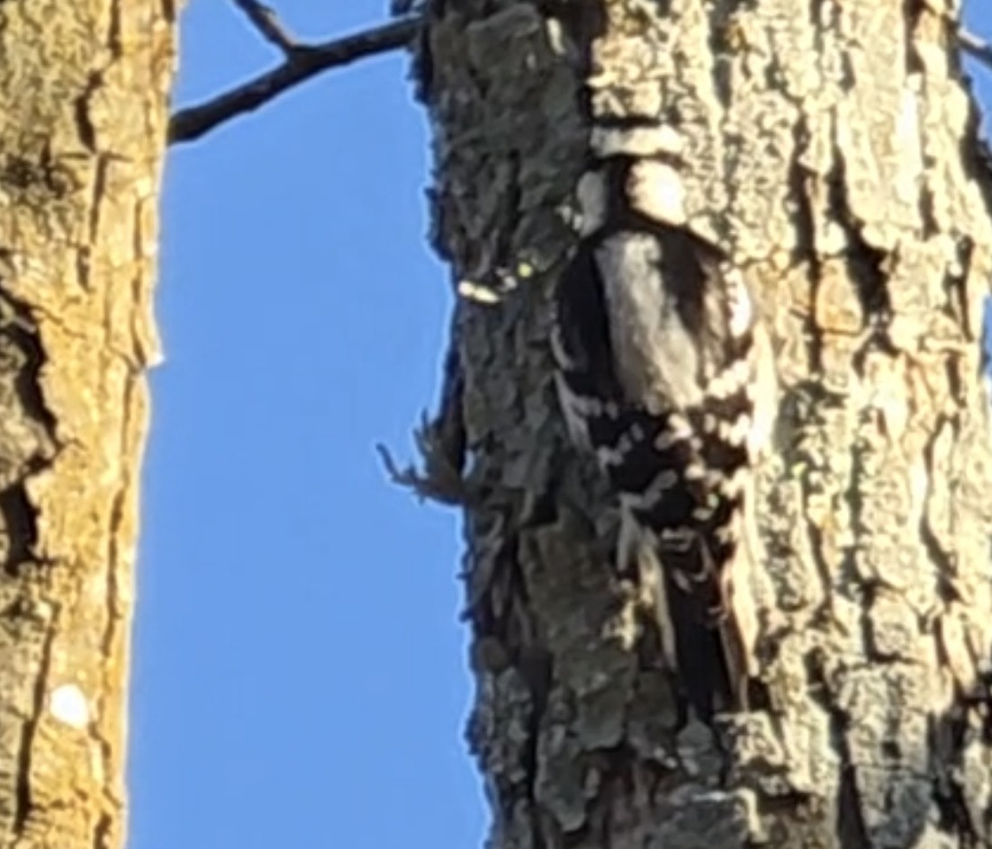 Downy Woodpecker - ML646833628