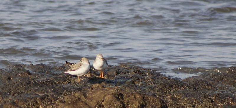Terek Sandpiper - ML646833629