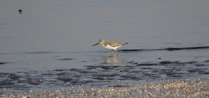 Terek Sandpiper - ML646833630