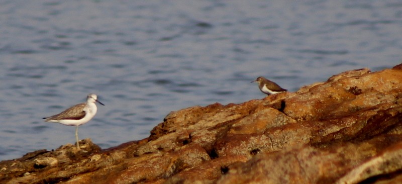 Common Greenshank - ML646833637