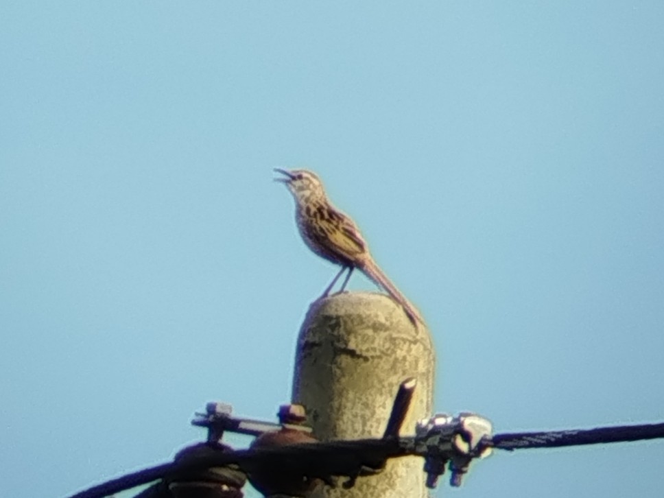 Болотная долгохвостка - ML646833638