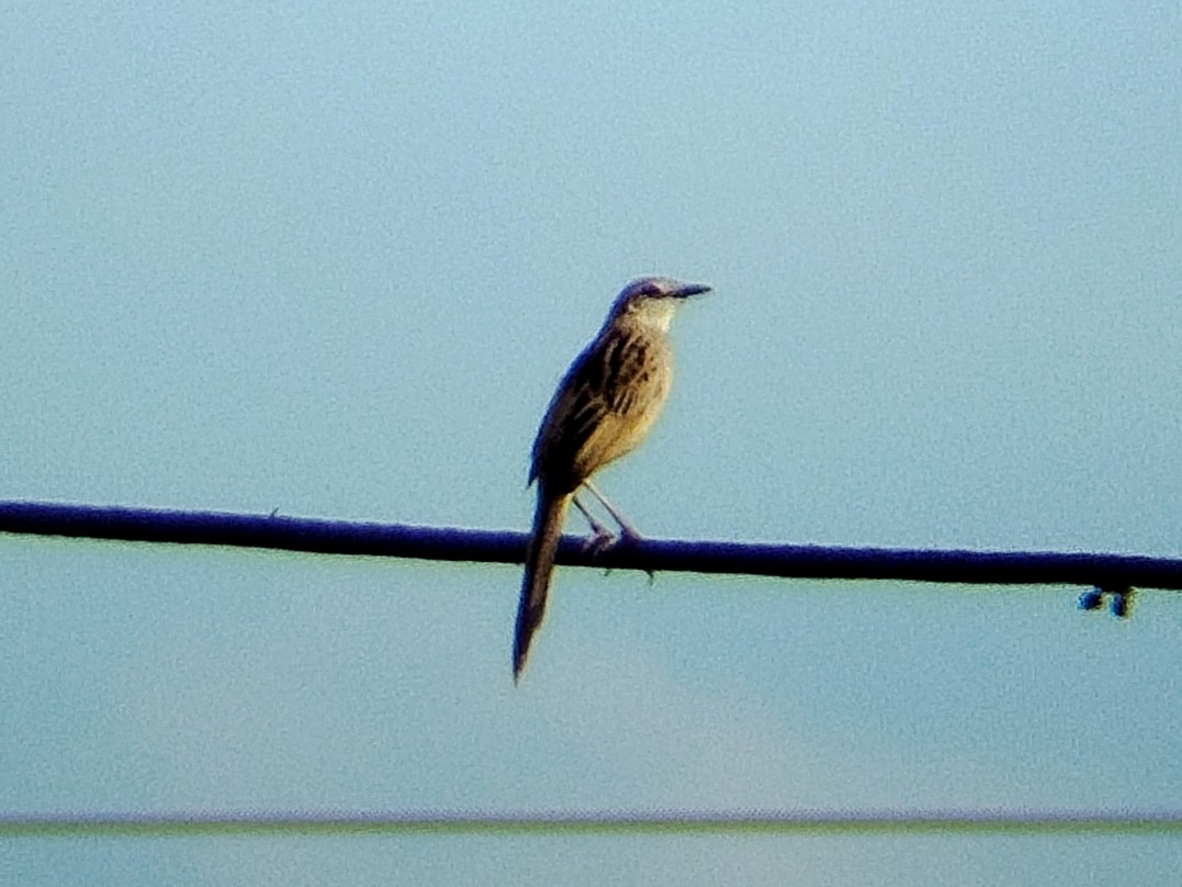 Болотная долгохвостка - ML646833639