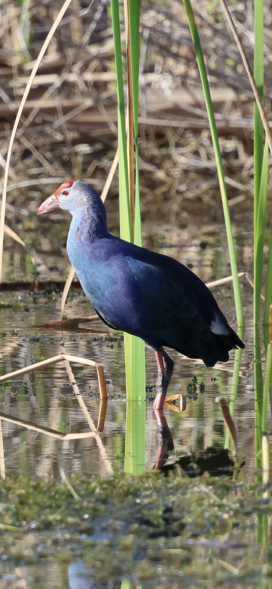 Сероголовая султанка - ML646833640