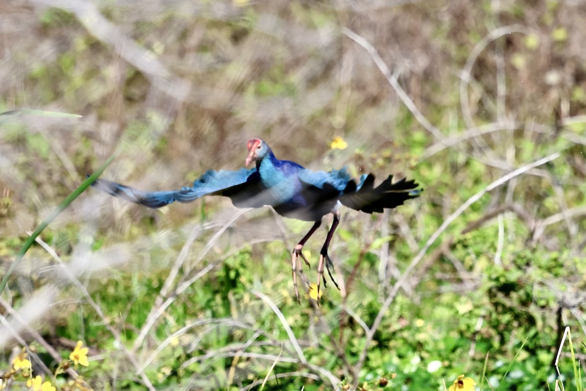 Сероголовая султанка - ML646833641