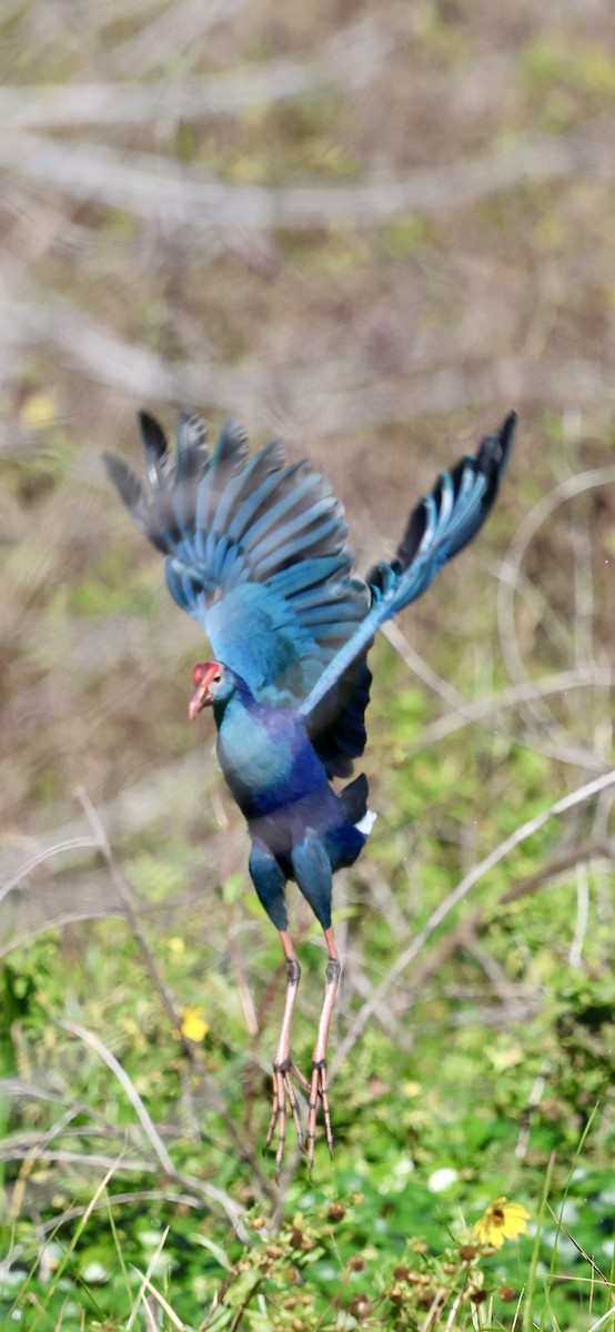 Сероголовая султанка - ML646833642