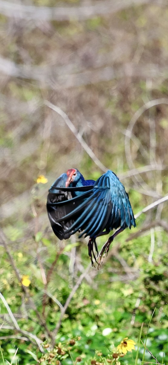 Сероголовая султанка - ML646833643