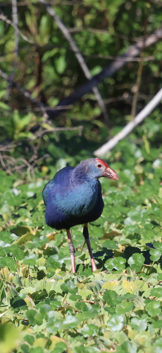 Сероголовая султанка - ML646833644