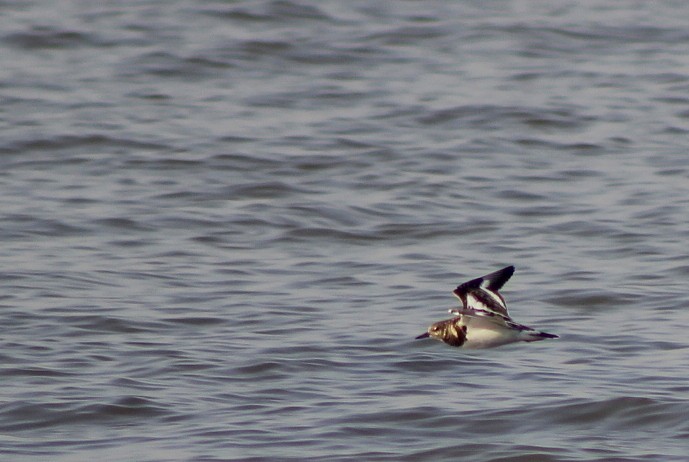 Камнешарка - ML646833645