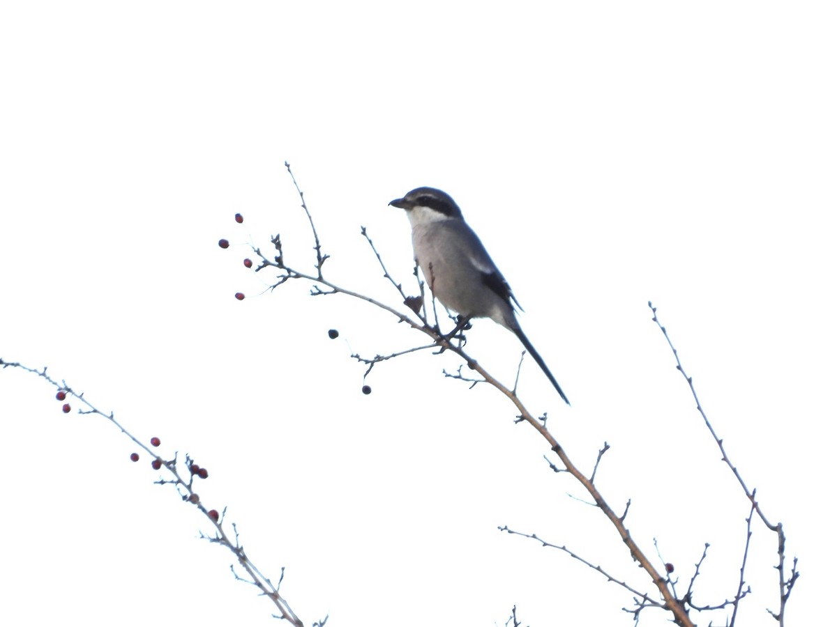 Пиренейский сорокопут - ML646833646