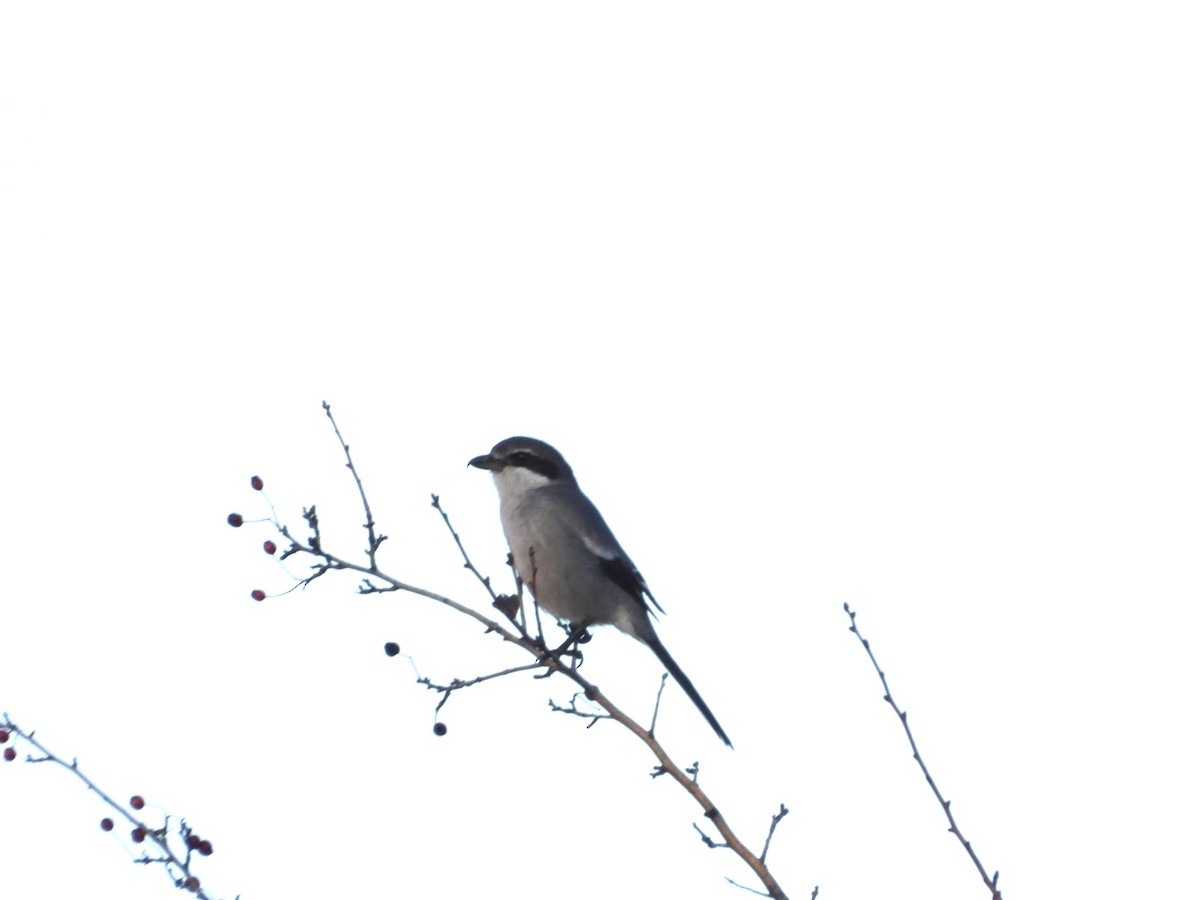 Пиренейский сорокопут - ML646833647