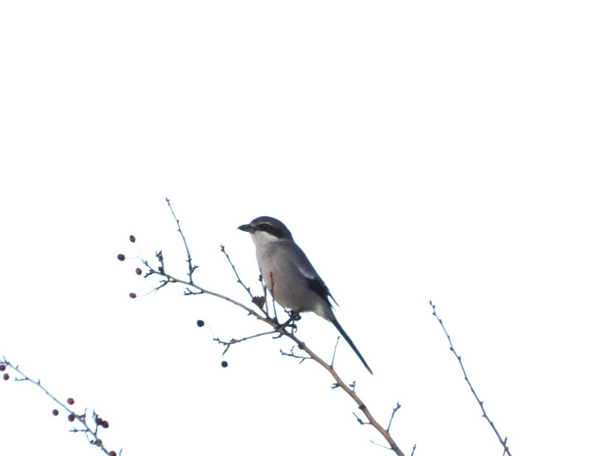 Пиренейский сорокопут - ML646833648