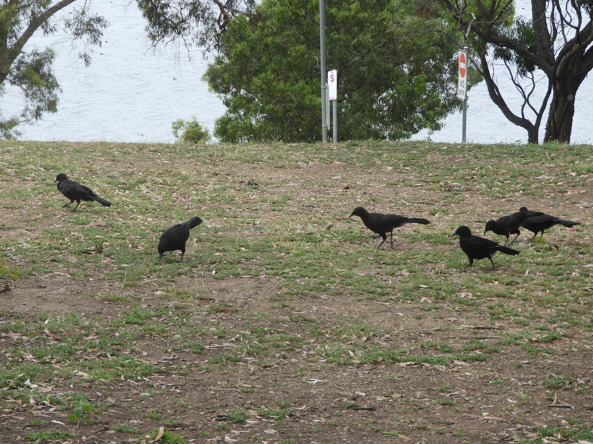 Вайю - ML646833649