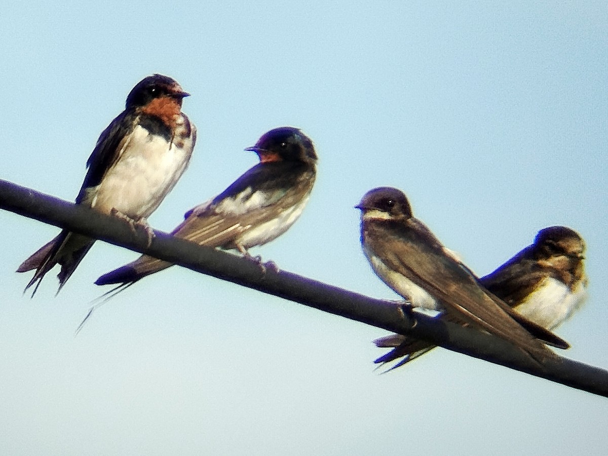 Деревенская ласточка - ML646833650