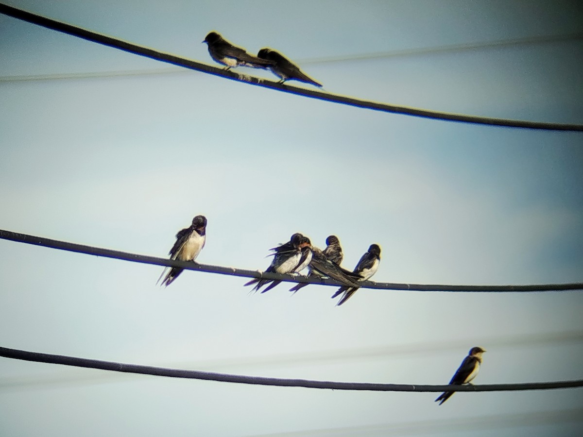 Деревенская ласточка - ML646833651