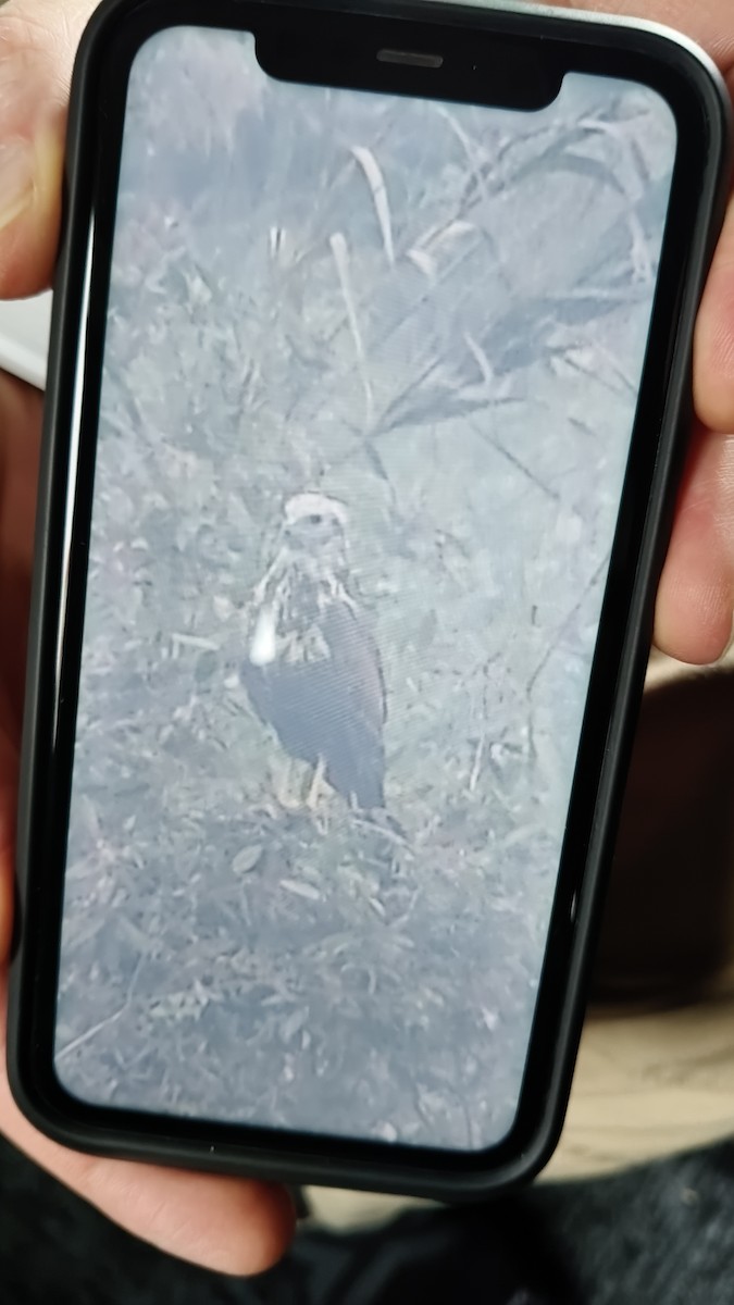 Восточный лунь - ML646833652