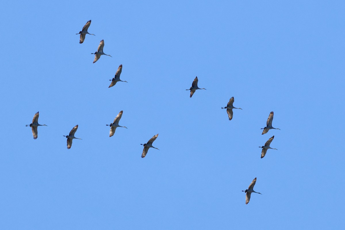 Канадский журавль - ML646833653