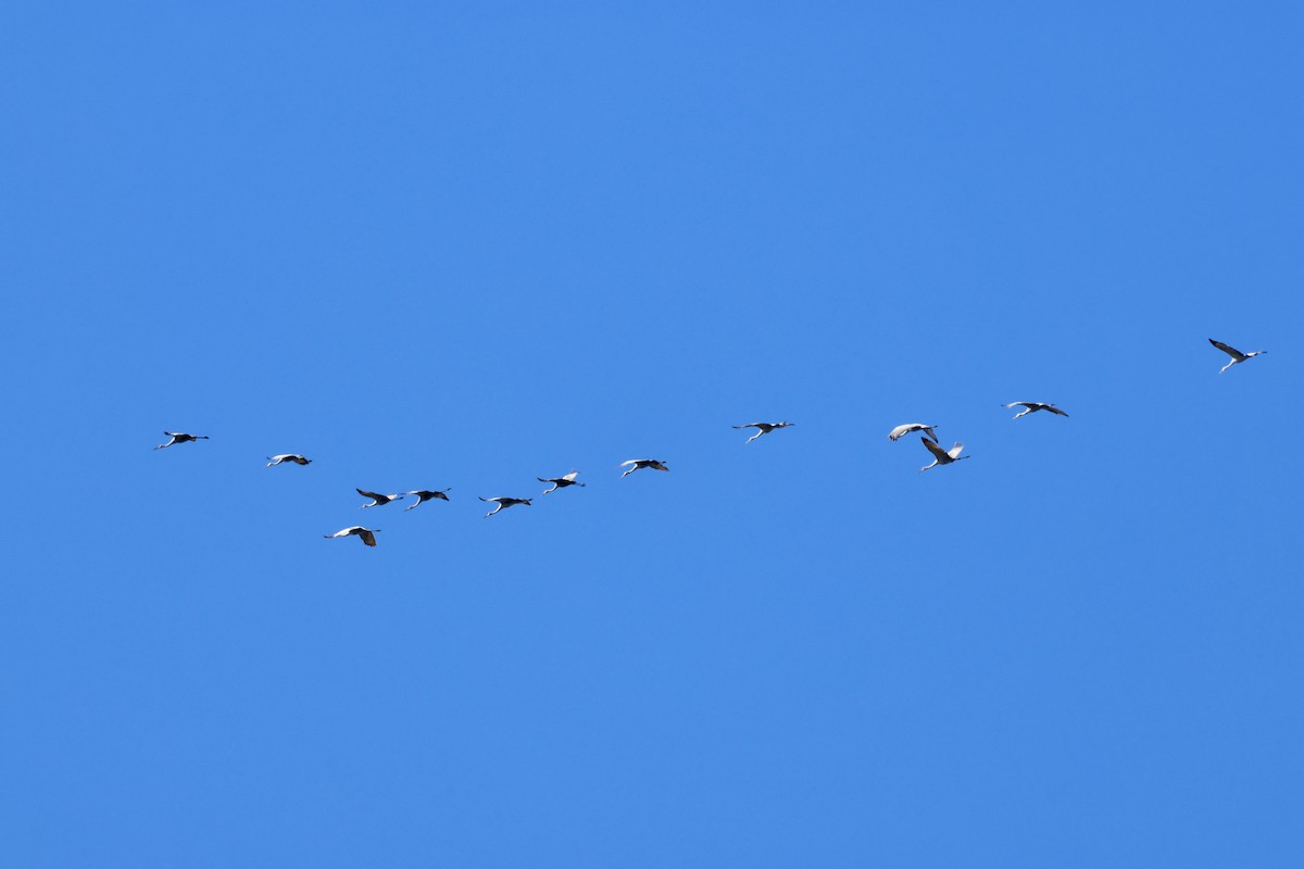 Канадский журавль - ML646833654