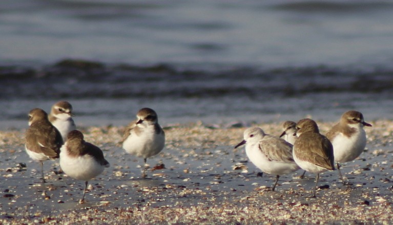Песчанка - ML646833655