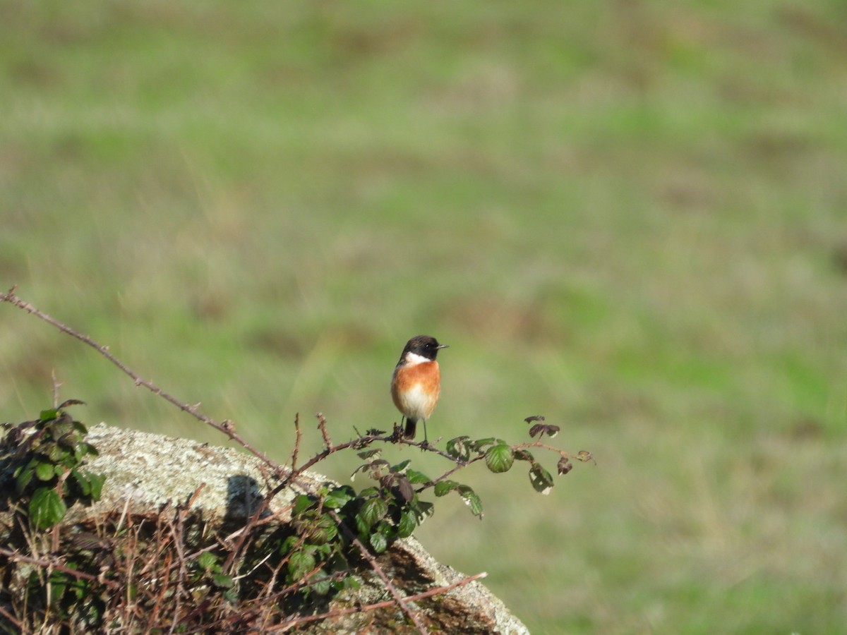 Черноголовый чекан - ML646833656