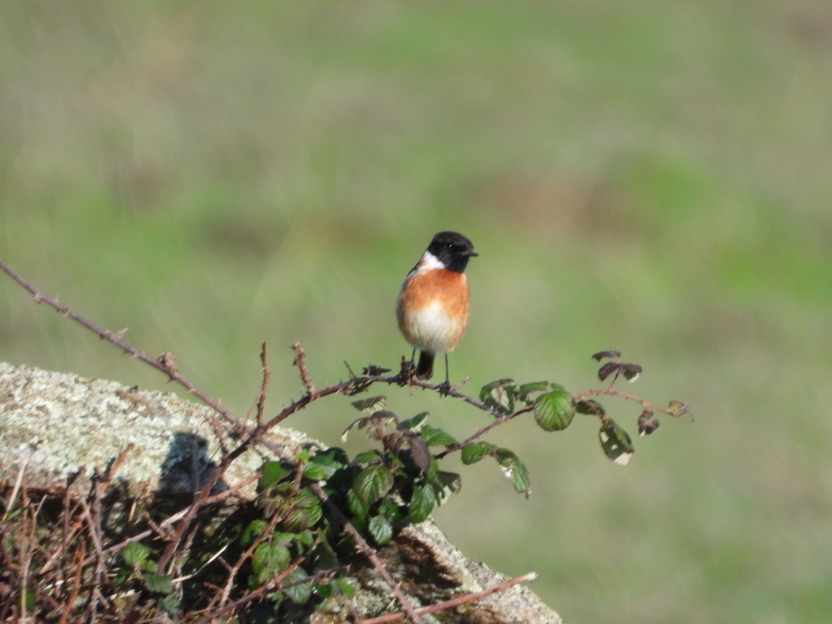 Черноголовый чекан - ML646833657