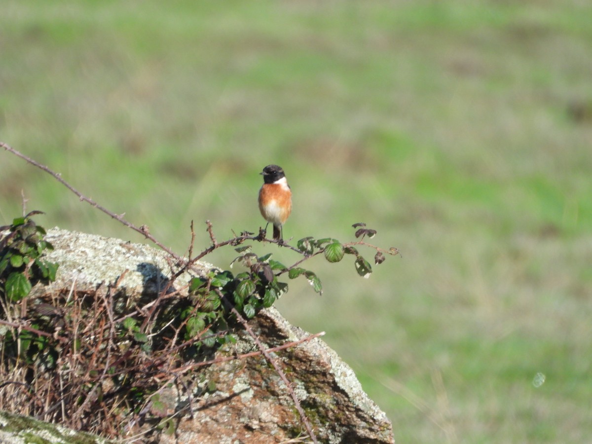 Черноголовый чекан - ML646833658