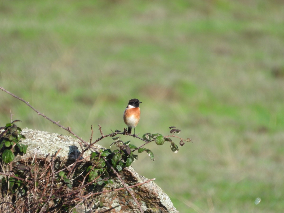 Черноголовый чекан - ML646833659