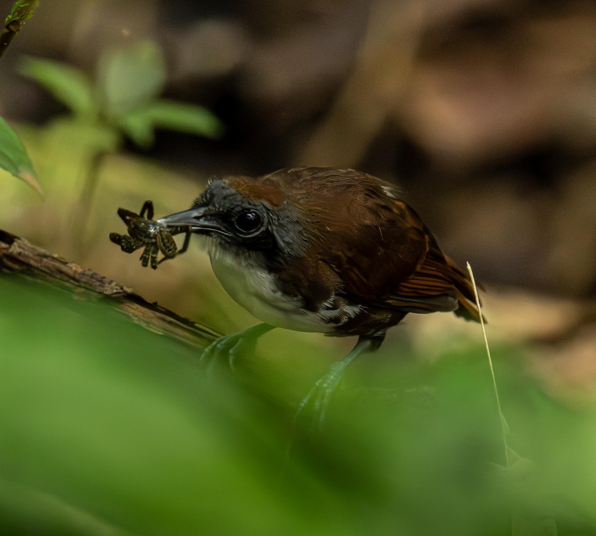 Двухцветная гологлазка - ML646833660