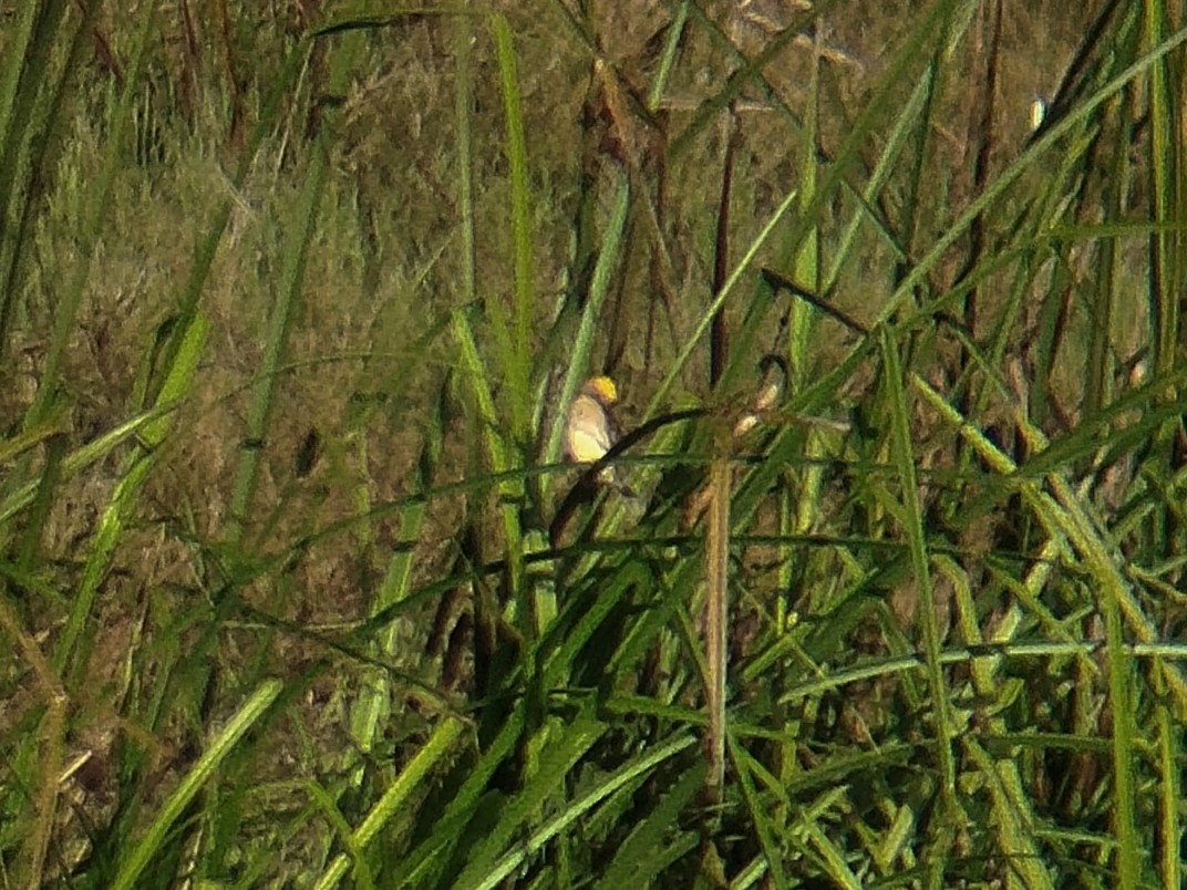 Ткач-байя - ML646833661