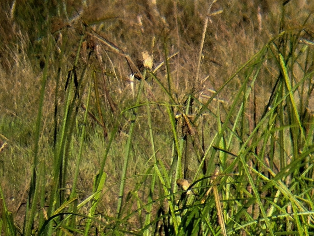 Ткач-байя - ML646833662