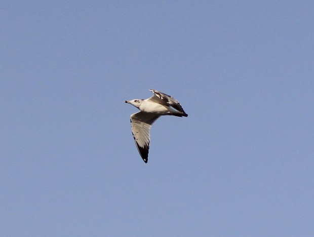 Черноголовый хохотун - ML646833663