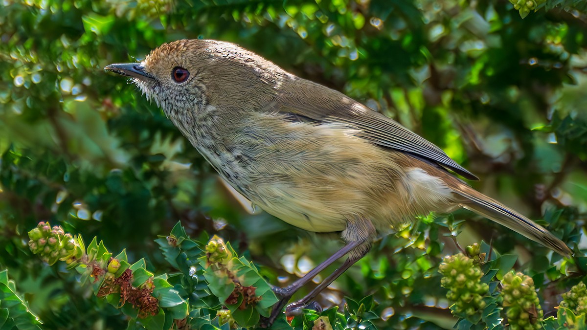 Малая шипоклювка - ML646833664