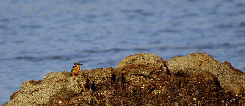 Зимородок - ML646833665