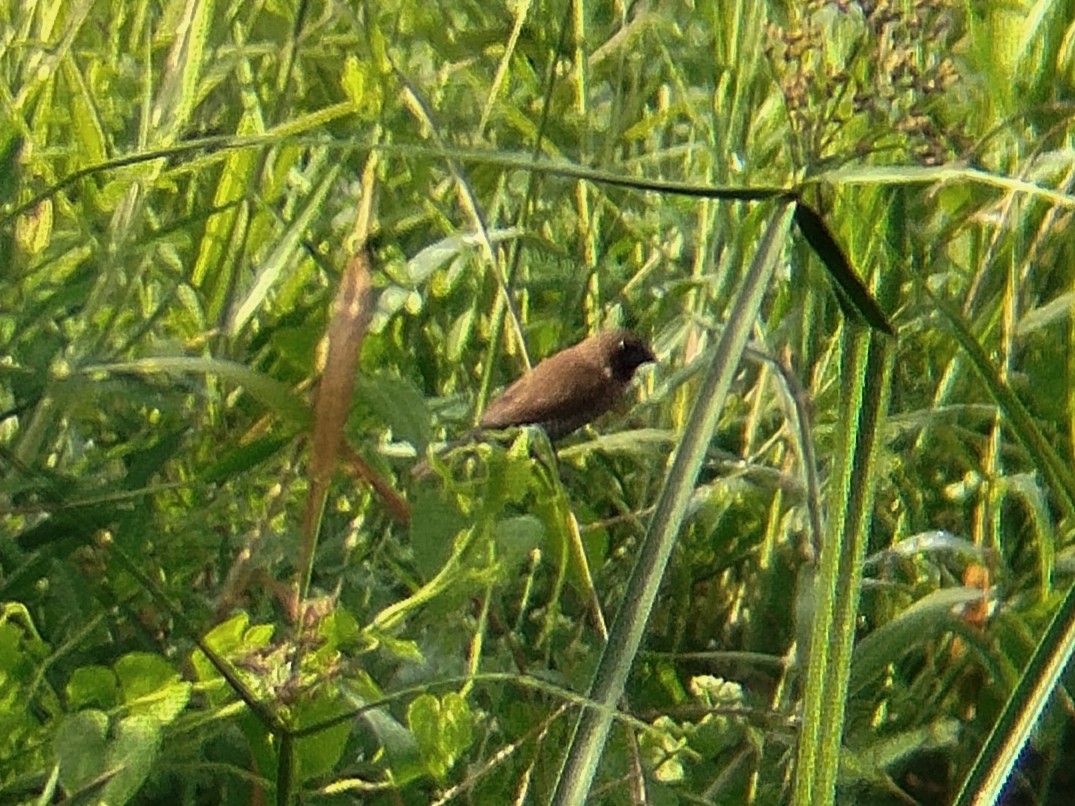 Чешуйчатая муния - ML646833666